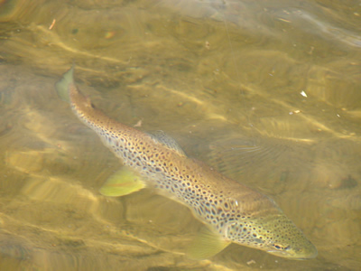 red back trout